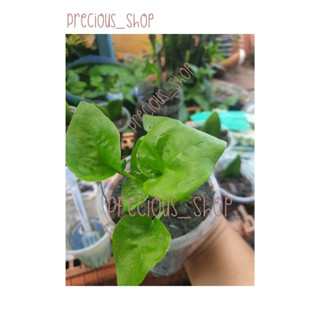 ต้นวอเตอร์เครส (Watercress) ผักเป็ดญี่ปุ่น สลัดน้ำ ใบใหญ่ พร้อมดิน [ พร้อมส่ง ]
