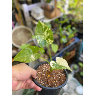 บอนหูช้างด่างขาว Alocasia Gageana Variegated