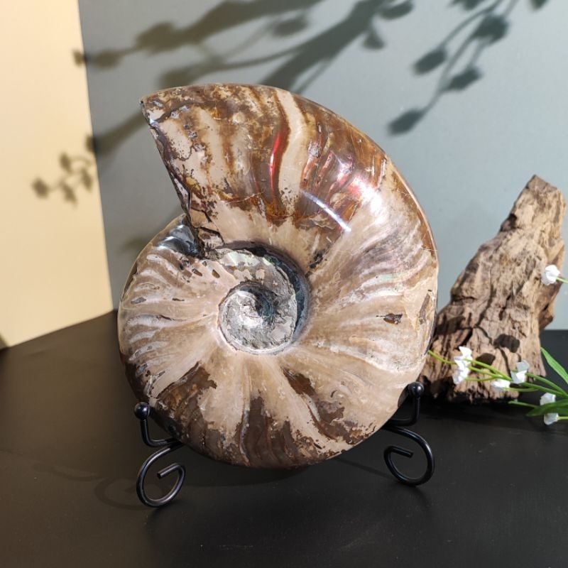 Ammonite Fossil🔸ฟอสซิล แอมโมไนต์