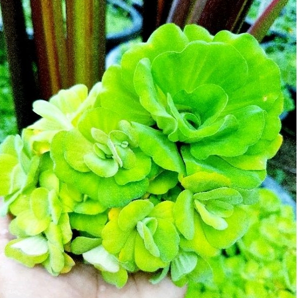 Water. lettuec. จอกจิ๋วจิ๋ว จอกกุหลาบกำมะหยี่ เล็กน่ารักๆ
