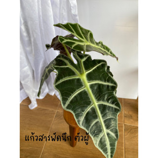 แก้วสารพัดนึก ตัวผู้ จัดส่งทั้งกระถาง🌿🌱🪴