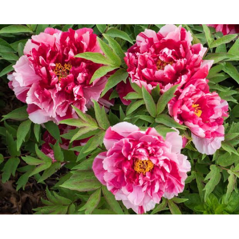 สินค้ามาใหม่ !!! Peony (โบตั๋นจีน ทนร้อน)