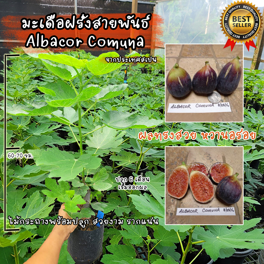 มะเดื่อฝรั่ง สายพันธ์ Albacor Comuna พันธ์จากสเปน ต้นสวยงาม แข็งแรง รากแน่น เป็นต้นพร้อมปลูก ไม่ต้อง