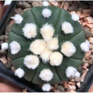 ☁️🐰โออิโบะดอทเด้งเข้าตาตกหลุมรักหนักมาก 🐰🐰🐰 Astrophytum Asterias Ooibo โออิโบะ ดอทสวย เด้งดึ๋ง ทรงดี  ไม้เมล็ดขนปุยมาก🐇