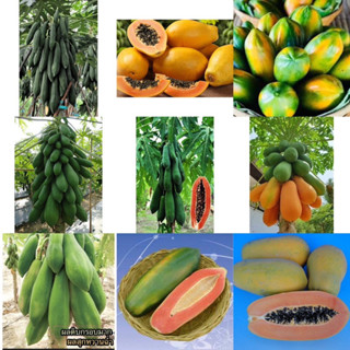 เมล็ดพันธุ์ มะละกอ ( Papaya Seed ) มะละกอ ครั่ง ฮาวาย ฟรีแลนด์