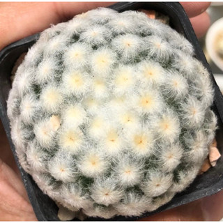 🕊🕊ขนร่มหุบก้านยก สวยละมุน สวยเกินต้านน่ารักเกินห้ามใจ💖💖 💗💗☁️☁️Mammillaria Plumosa ☁️☁️