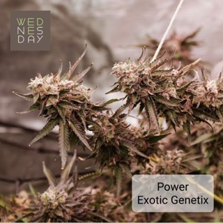 ต้นโคลน กิ่งชำพืชสมุนไพรควบคุม Power ค่าย Exotic Genetix (พันธุ์นอก ค่ายแท้ เพศเมีย 100%) เลี้ยงในระบบปิด