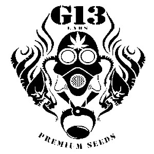 แบ่งออโต้ G13 Labs PREMIUM SEEDS