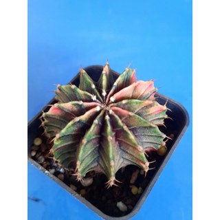 ยิมโนด่าง  lbhb ด่าง 12 พู สวย น่าสะสม ด่างครบทุกพู สวยมาก ไม้เมล็ดขนาด 4.5 cm