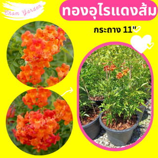 ต้นทองอุไรสีแดงส้ม #ทองอุไรสีแดงส้ม กระถาง 11"