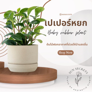 เปเปอร์หยก (Baby rubber plant) ต้นไม้มงคล ฟอกอากาศ