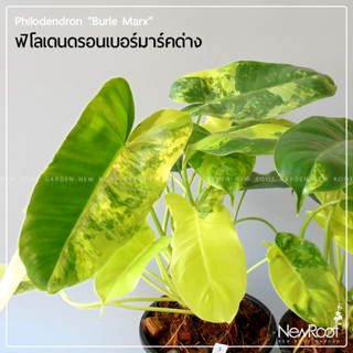 NewRootGarden ฟิโลเดนดรอน เบอร์มาร์คด่าง Philodendron กระถาง5นิ้ว ไม้ใบ ไม้ประดับในร่ม ไม้ด่าง