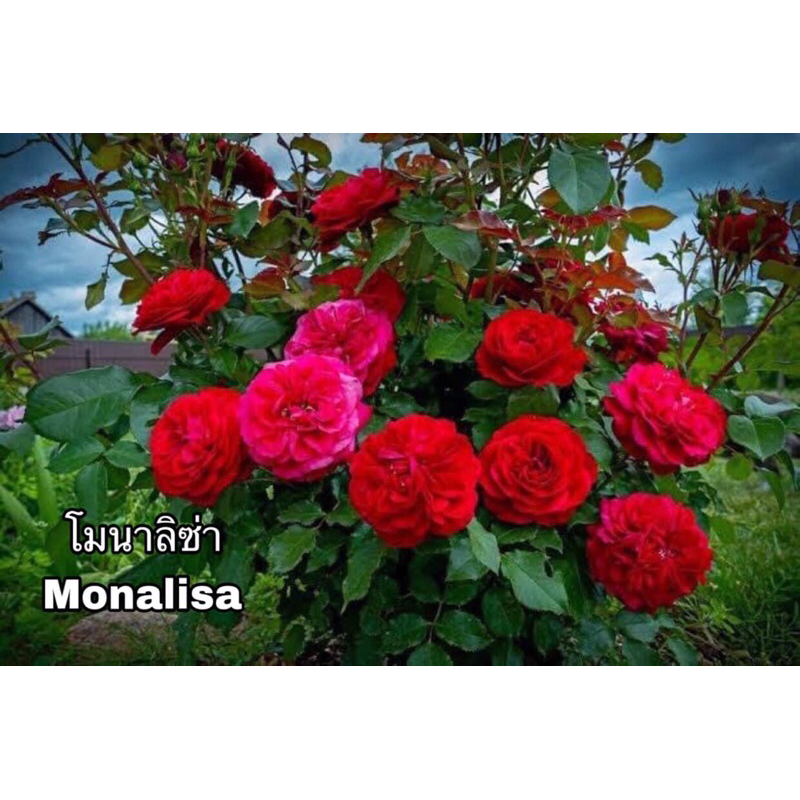 กุหลาบ-โมนาลิซ่า ”Monalisa“  สีแดง ดอกกลมแน่น กลีบดอกหนาบานทน เลี้ยงง่าย