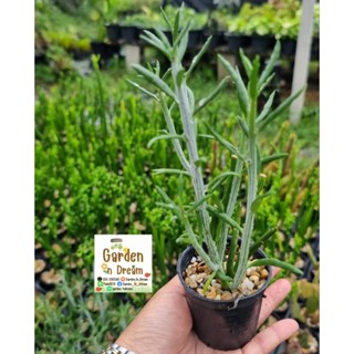 ไผ่ญี่ปุ่น / ไผ่ปลาวาฬ / ไผ่เงิน (Senecio descoingsii) กระถาง 2 นิ้ว