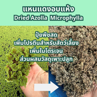 แหน​แดงแห้ง Dried Azolla Microphylla แหนแดงอบแห้ง ใช้เป็นวัสดุเพาะปลูก ทดแทนปุ๋ยยูเรีย ผลิตจากแหนแดงไมโครฟิลล่า​