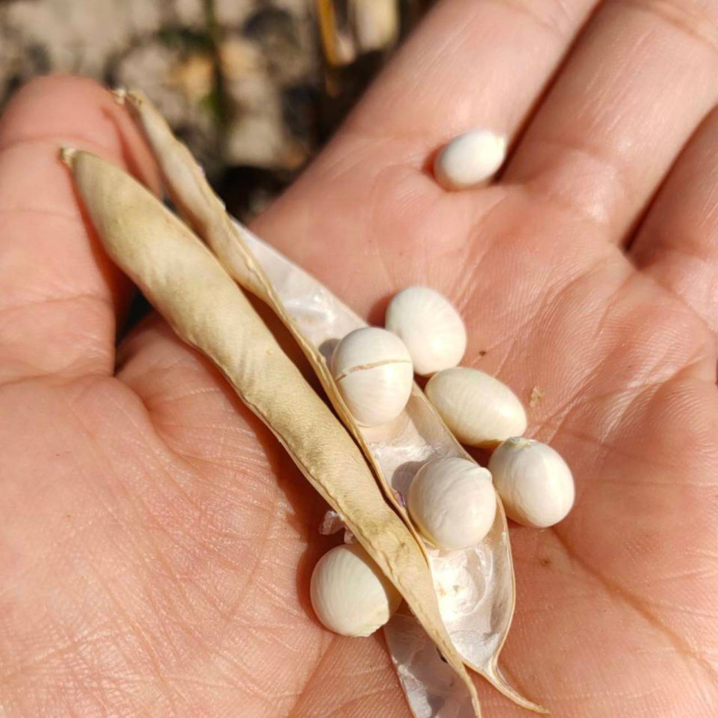 ถั่วสามสีออแกนิค ขาว ถั่วดำ ถั่วแดงอะซุกิ ขนาด 1 kG แพ็คสูญญากาศ ราคา 165 บาท ถั่วอินทรีย์  ตราสยามปราณา - รูปที่ 5