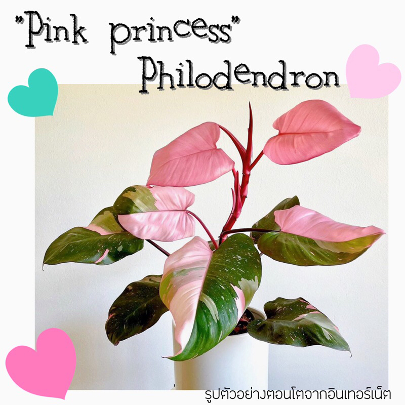 ไม้สะสม ราคาดี🌿💗พิ้งปริ้นเซส Pink princess Philodendron 💗🌿 ไม้ใบในร่มตกแต่งบ้าน ไม้ที่สาวๆทุกบ้านต้องมีค่ะ 😍