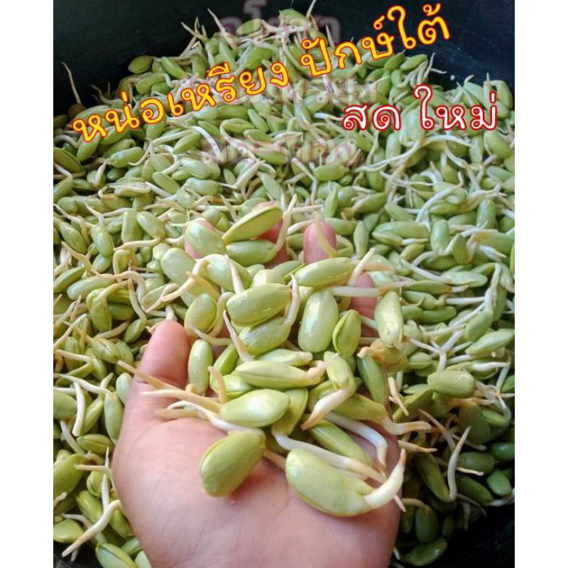 #หน่อเหรียงปักษ์ใต้
#ผักพื้นบ้าน
#ผักเคียง
#แกงเผ็ด
#อาหารไทย