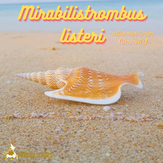 Andaman seashell เปลือกหอย เปลือกหอยปีกนก (ปีกนางฟ้า) (Mirabilistrombus listeri)