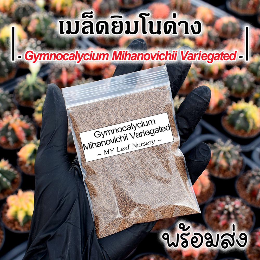 เมล็ดยิมโนด่างมิกซ์ Gymnocalycium Mihanovichii Variegated Mix Seeds เมล็ดยิมโนด่าง เมล็ดแคคตัส