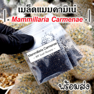 เมล็ดแมมคามิเน่ เมล็ดคามิเน่ Mammillaria Carmenae MIX Seeds เมล็ดแคคตัส