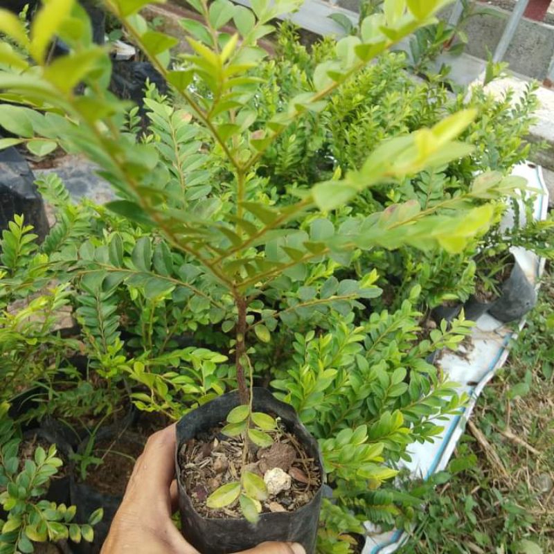 ต้นล่ำซำ1ต้น10-15ซม.ไม้ดับมงคลนิยมฟอร์มสวยร่มเงา