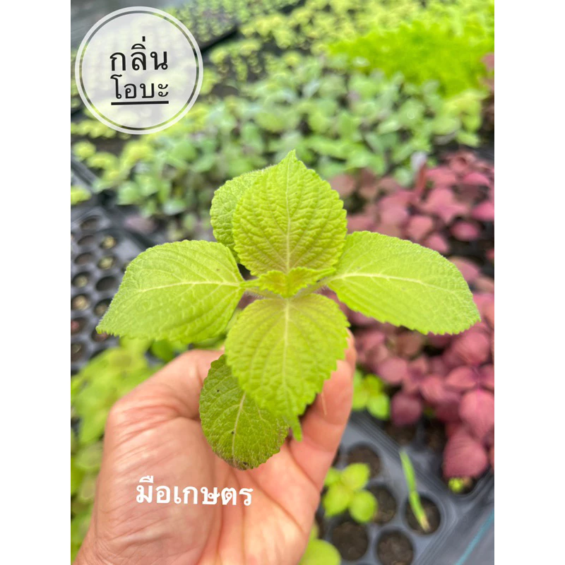 ต้นกล้า ชิโสะ โอบะ (กลิ่นโอบะ) สั่งซื้อขั้นตตำ่ 3 ต้น สั่งซื้อ 8 แถมฟรี 1