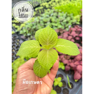 ต้นกล้า ชิโสะ โอบะ (กลิ่นโอบะ) สั่งซื้อขั้นตตำ่ 3 ต้น สั่งซื้อ 8 แถมฟรี 1