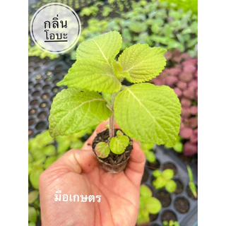 ต้นกล้า ชิโสะ โอบะ (กลิ่นโอบะ) สั่งซื้อขั้นตตำ่ 3 ต้น สั่งซื้อ 8 แถมฟรี 1