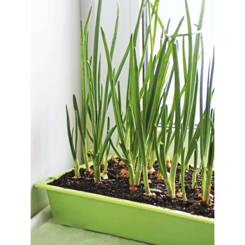 ต้นหอม 10ต้น=50บาท ต้นกล้าหอมแบ่ง ปลูกครั้งเดียวตัดทานได้ทั้งปี 10 Green Onion 🌱baby Plant #ผักสวนครัว #สมุนไพร #herb