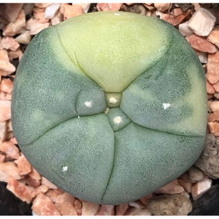 💕💖 ลายด่างสวยละมุนมากก🧚🏻‍♀️ 🐷🐽🐷เจ้าเปาด่าง Lophophora Diffusa koike variegata หน้าอ้วน🐽สวย  ผิวดีงามอย่างเนียนมาก