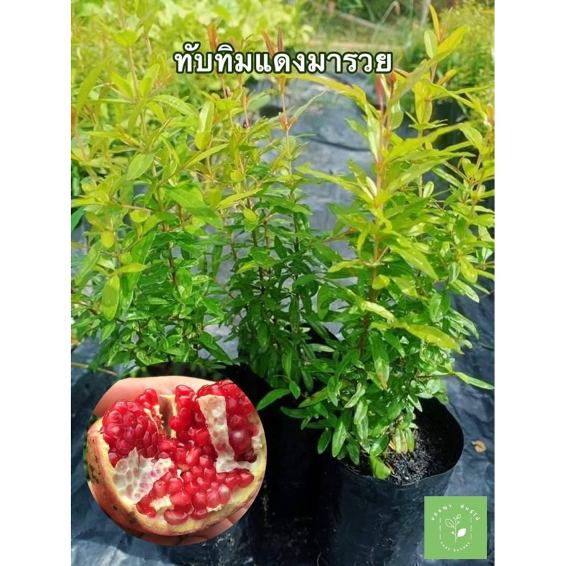 ( พร้อมส่ง 🚚 ) ❤️🌳 ต้นทับทิมแดงมารวย (คัดสวย) สูงราว 2 เมตร ไม้มงคลปลูกง่าย ชอบแดดจัด เหมาะปลูกหน้าบ้าน ป้องกันสิ่งไม่ดี