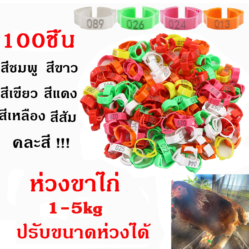 ห่วงขาไก่ ปรับขนาดได้ เเหวนพลาสติกไส่ขาไก่ แหวนขาไก่ชน 100ชิ้น อุปกรณ์ไก่ชน