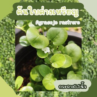 หญ้าใบต่างเหรียญ​(Agracejo​rastrero)พืชคลุมดิน​กระถาง5.5นิ้ว​ต้นสมบูรณ์แผ่คลุมดินเร็ว