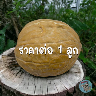 (ลูกวอลนัท 1 ลูก ) WALNUT วอลนัท