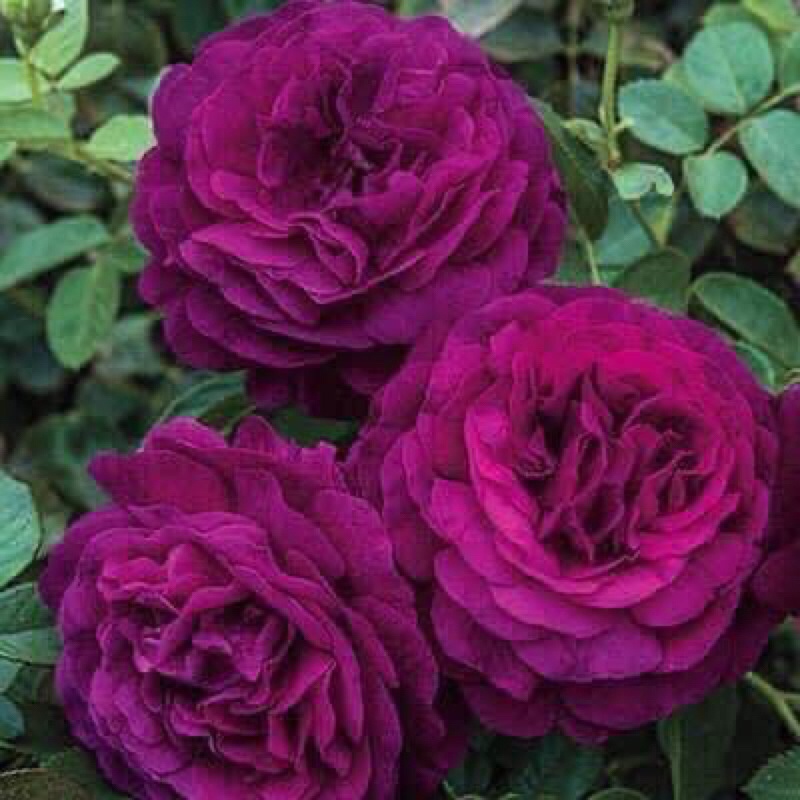 กุหลาบ-ทไวไลท์โซน “Twilight Zone”  สีม่วงเบอร์กันดี้ หอมแรง