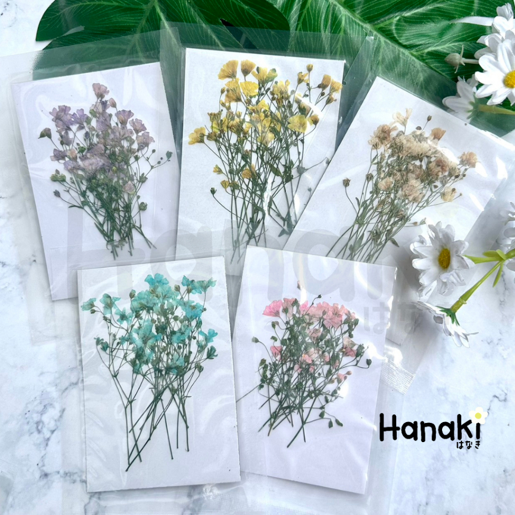【พร้อมส่ง】ดอกยิปโซฟีล่าทับแห้ง (Gypsophila / Baby's Breath ) ดอกไม้จริงทับแห้ง ดอกไม้ทับแห้ง ดอกไม้แห้ง Pressed Flowers💐