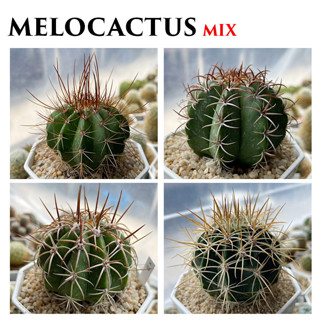 Melocactus MIX *ไม้เมล็ด* (อัพเดท 10/09/2023)