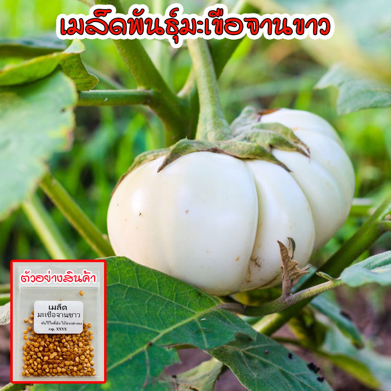 เมล็ดมะเขือจานขาว​ บรรจุ 40-100 เมล็ด เมล็ดพันธุ์อินทรีย์ พื้นบ้าน ปลูกต่อได้ มะเขือขาว ทรงฟักทอง บรรจุในซองซิปอย่างดี