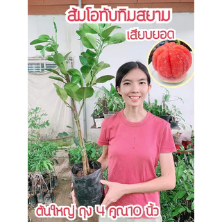 #ต้นส้มโอทับทิมสยาม (ต้นใหญ่ ถุง4คูณ10นิ้ว) สูงราว 50-80 เซน (เสียบยอด) ปากพนัง นครศรีธรรมราช