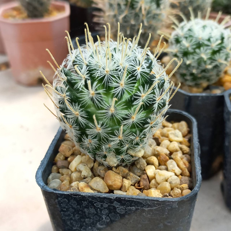 แคคตัส แมมดูไว mammillaria duwei ในกระถาง 2 นิ้ว 🌺🌸ภาพสุดท้ายเป็นตัวอย่างดอก 🚛ส่งทั้งกระถาง