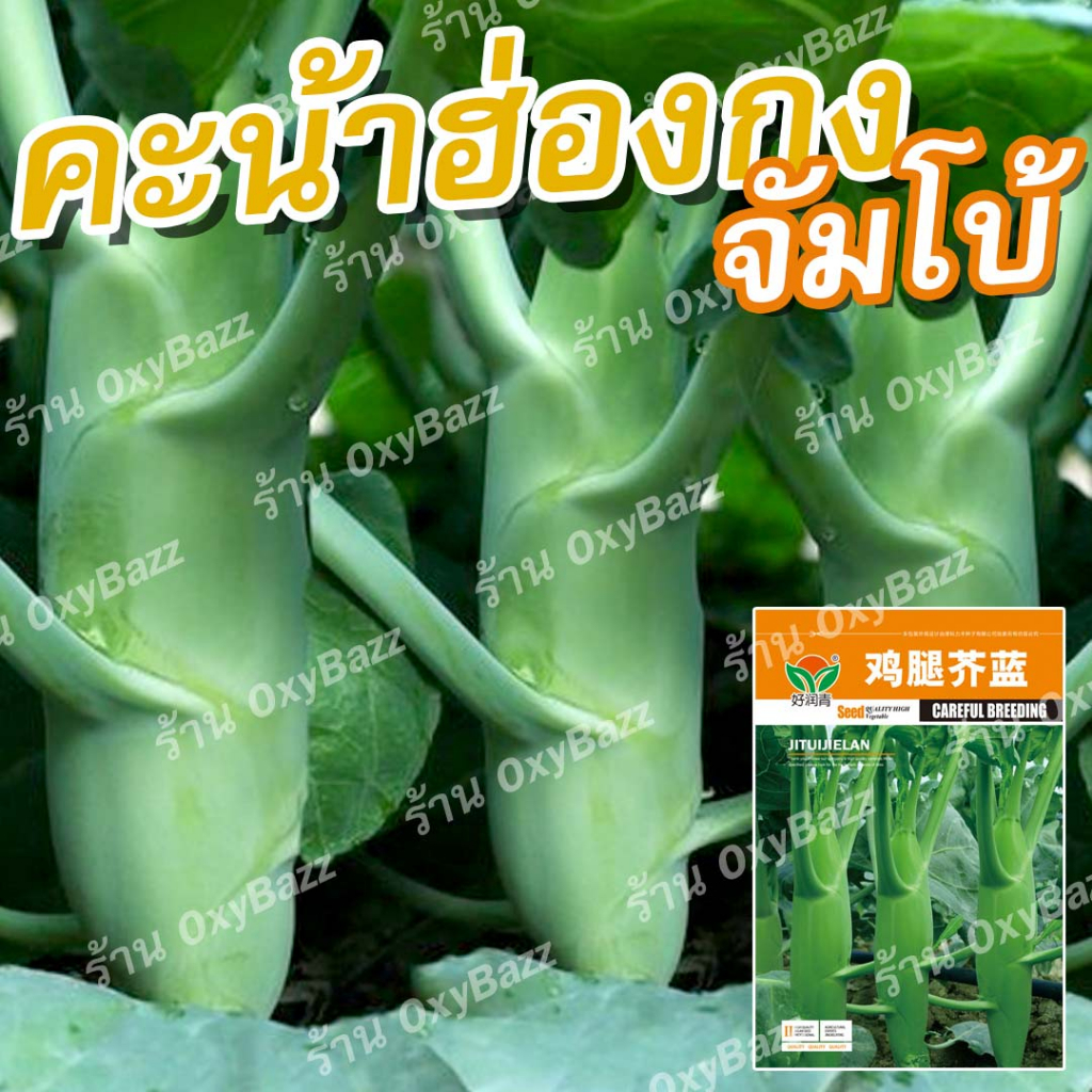 เมล็ดคะน้าฮ่องกงจัมโบ้ 1,000 เมล็ด เมล็ดพันธุ์คะน้าฮ่องกงจัมโบ้ ต้นใหญ่ โตเร็ว