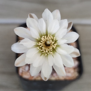 ยิมโนจานบิน  [Gymnocalycium ragonesei] แคคตัสยิมโนหายาก ยิมโนแปลกๆ น่าสะสม