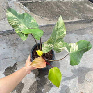 Strawberry Shake Philodendron Variegated เรอดเอมเมอรอล สตรอว์เบอร์รี่เช็ค