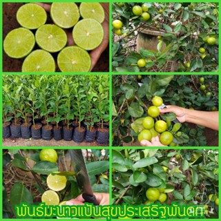 ต้นพันธุ์กิ่งพันธุ์มะนาวแป้นสุขประเสริฐจัดส่งเร็วรับประกันมีเก็บปลายทางของแท้มะนาว🌳🌳🌳