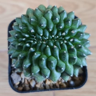 ยิมโนคริสหนามน้อย แคคตัสแปลก หายาก น่าสะสม [Gymnocalycium Cristata Cactus]