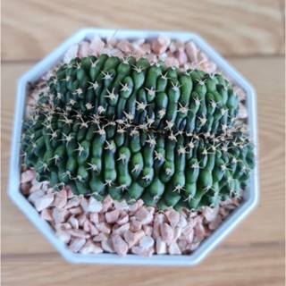 ยิมโนคริสตาต้า แคคตัสแปลก หายาก น่าสะสม [Gymnocalycium Cristata Cactus]