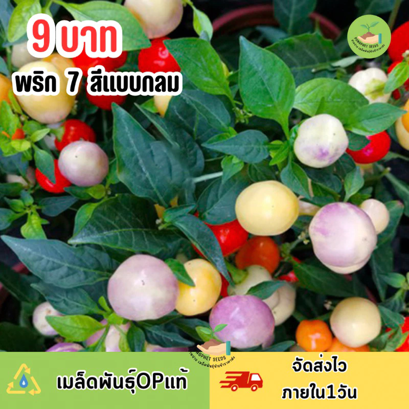 9 บาท พริกประดับ 7 สี (แบบกลม)