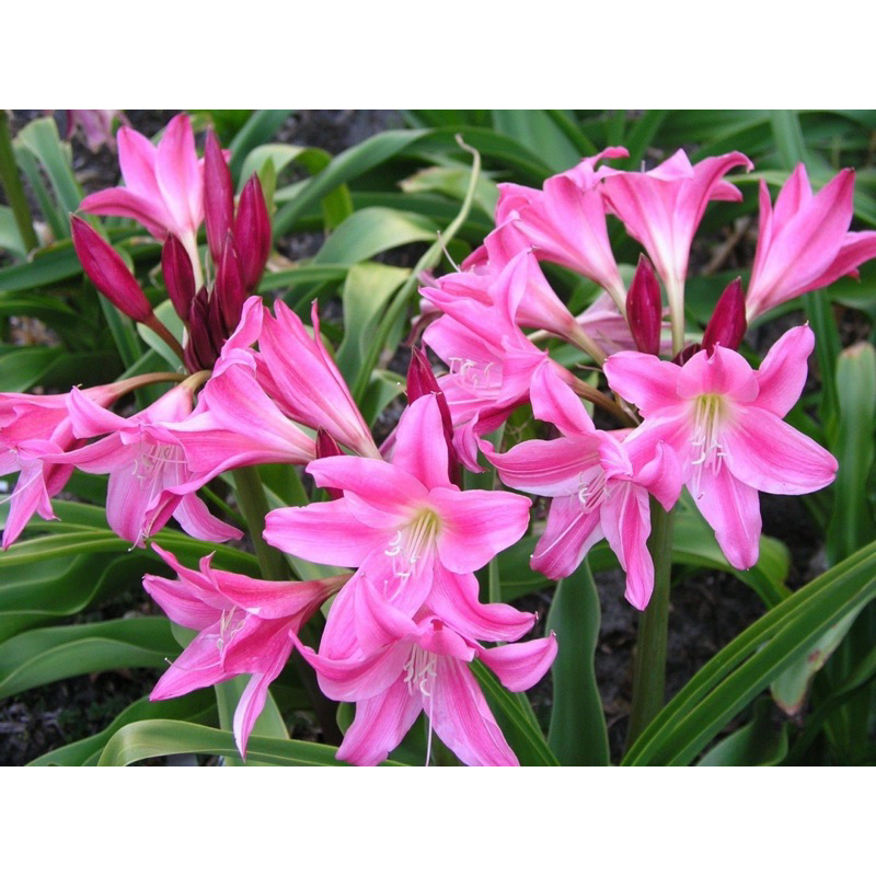 Crinum Carnival jumbo พลับพลึงดอกด่างสีขมพูเข้มหวาน