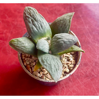 Ariocarpus แคคตัค แถมไม้เมล็กจิ๋ว 2 ต้น ต่อ 1 Box